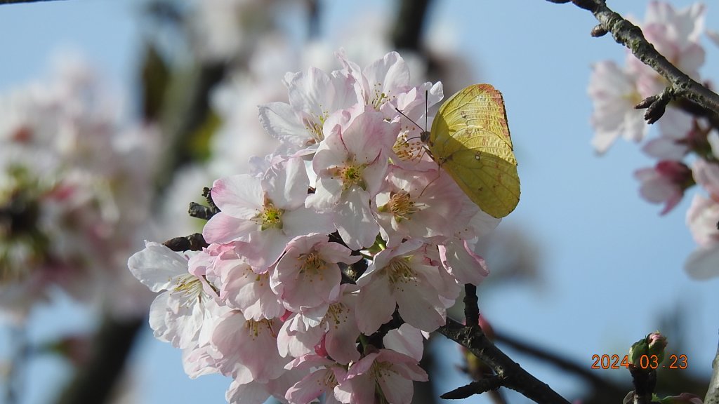 雲山水花鳥蝶-天龍國阿伯的日常3/23封面圖