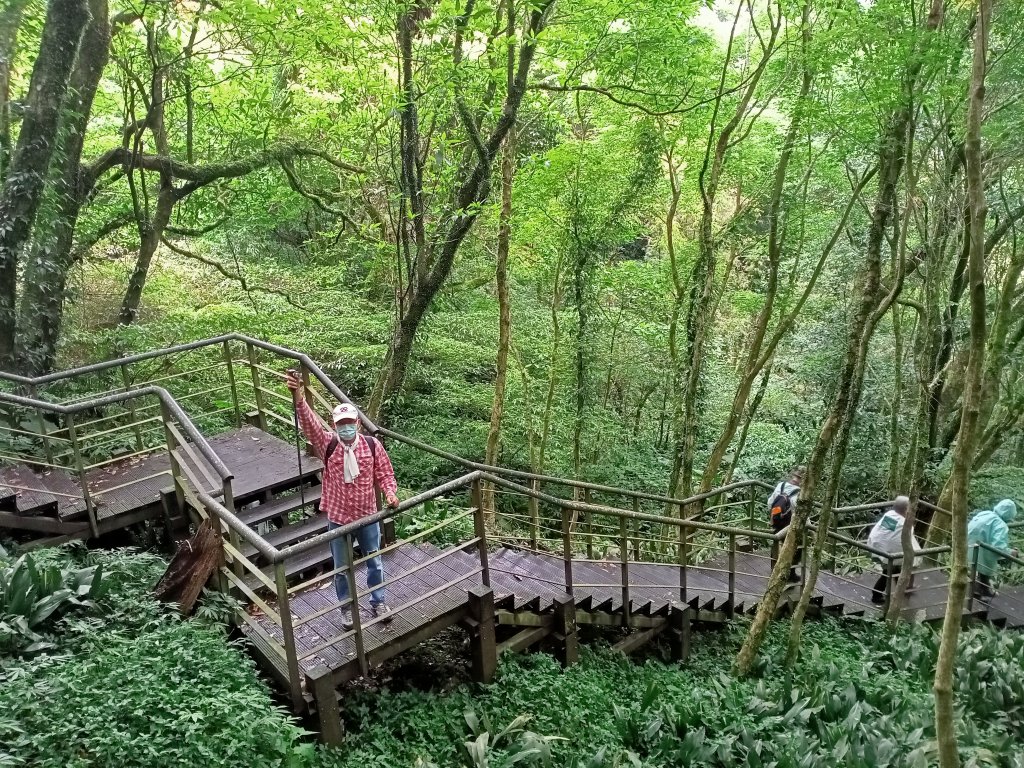 中正山步道→青楓步道→竹子湖封面圖