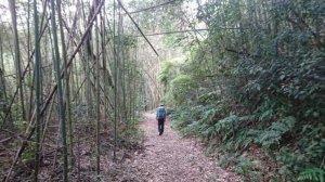 出關古道:雲崠段(法雲寺至十份崠茶亭)