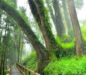 【漫步在雲端的阿里山】阿里山的巨木群