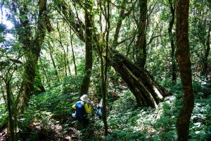 【台東】楠山、本古山、紅石山、里龍山
