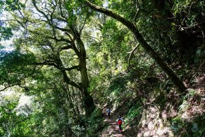 【新竹】西高橋山、高橋山、霞喀羅大山