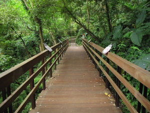 土城桐花公園步道