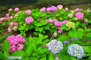 【漫步在雲端的阿里山】香林服務區、受鎮宮水池的繡球花