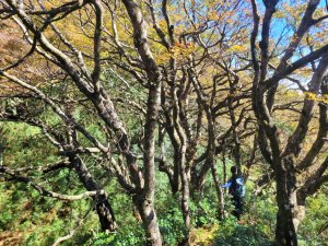 20231118 南插天山 魯培山 山毛櫸秘境