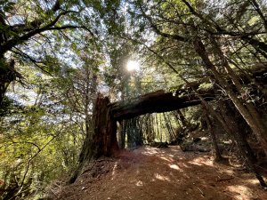 閂山｜鈴鳴山｜北二段末段｜賞楓秘境｜730林道
