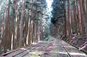 二萬坪山登山步道、二萬坪(黑森林)步道、二萬坪神木