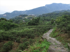 指南茶路親山步道