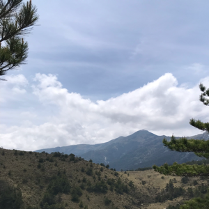 鳳的頭像