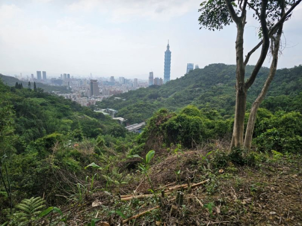 金興尖
