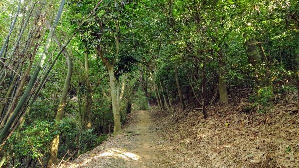 十八尖山,高峰植物園1761687