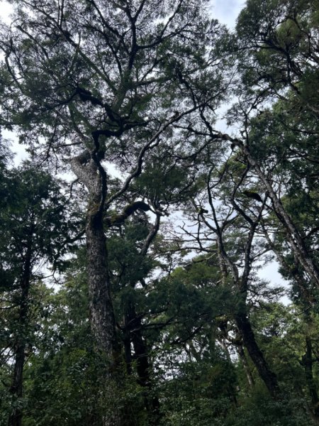 多門山山麓見晴運材軌道2597609