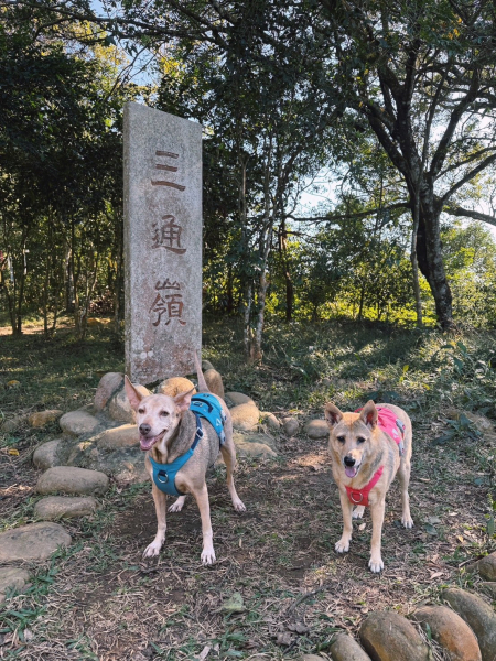野狗足跡 挑炭古道