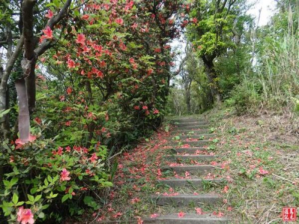 【新北市】汐止耳空龜山‧金毛杜鵑映山紅