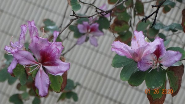 雨中漫步813765