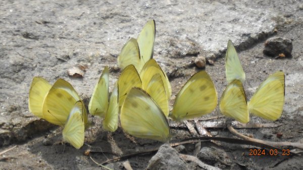 雲山水花鳥蝶-天龍國阿伯的日常3/232458980