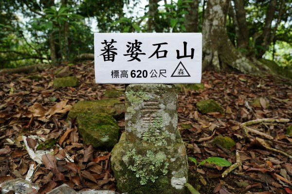苗栗 南庄 茶園坪山、東村山、橫屏背山、蕃婆石山