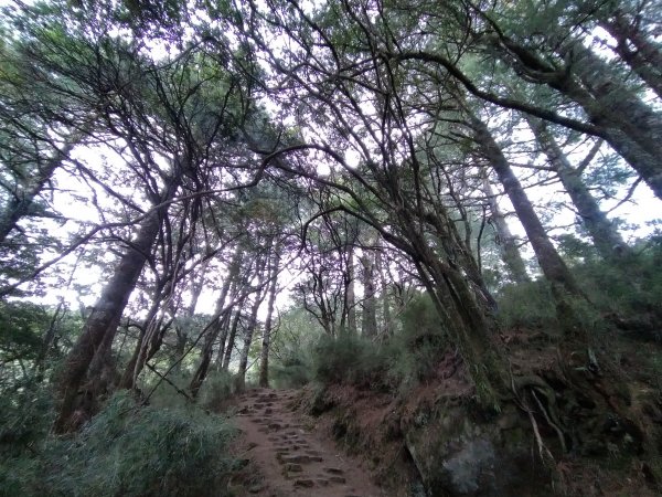 嘉義 阿里山 鹿林山、鹿林前山、真鹿林山、石水山1487477