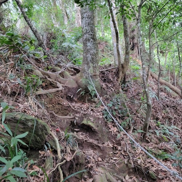 惠蓀林場小出山登山步道