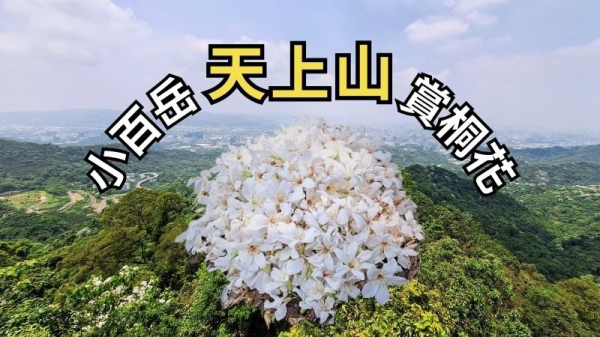 新北土城 桐花公園-天上山-火焰山