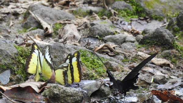 雲山水花鳥蝶 - 6/2陽明山再見雲海1724215