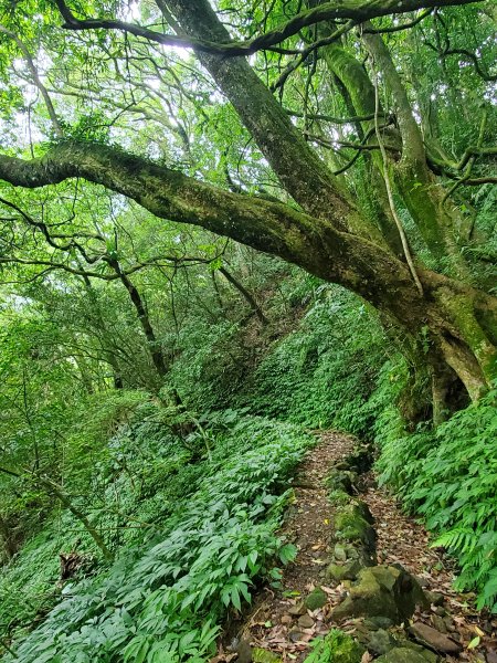 十八拐圳，猴崁水圳，竹子湖，陽峰古道