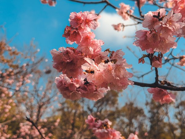 【春宴】百花盛開、櫻花雨封面