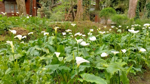 阿里山國家森林公園2104538