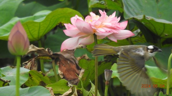 雲山水花鳥蝶-天龍國阿伯的日常6/4封面