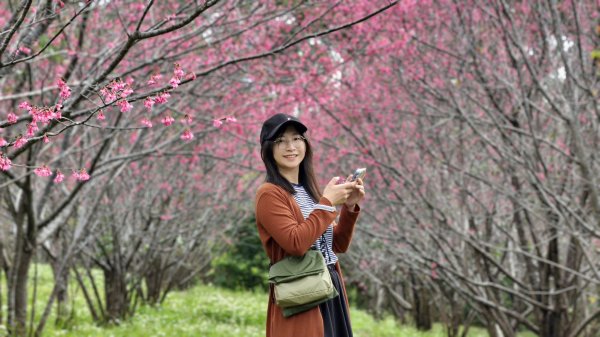 【蛇年走春】新竹清交、櫻花嶺、落羽松2706047