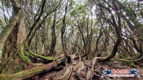【桃園】塔曼山魔幻森林步道