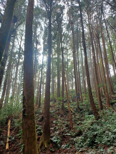 【雲林古坑】療育綠廊。 雲嶺之丘 x杉林步道x五元二角2760588