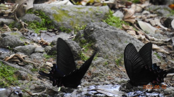 雲山水花鳥蝶 - 6/2陽明山再見雲海1724213