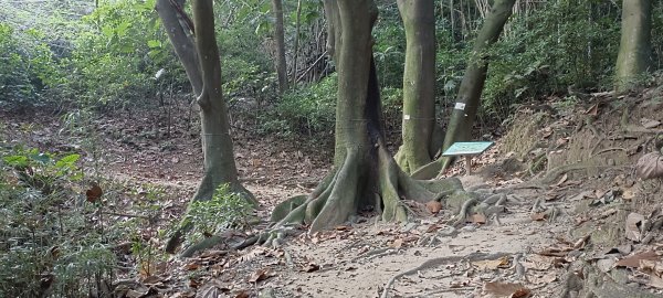 20221001_高峰植物園+十八尖山1864273