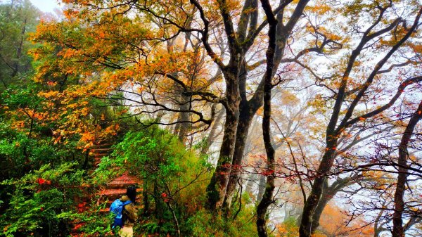 台灣山毛櫸國家步道，望洋山，翠峰湖環山步道