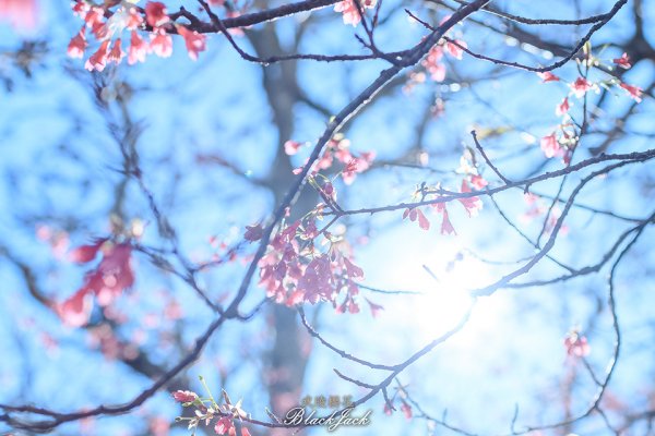 武陵櫻花808241