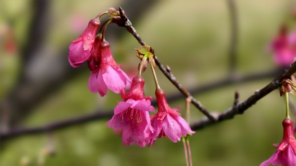 【蛇年走春】新竹清交、櫻花嶺、落羽松2706063