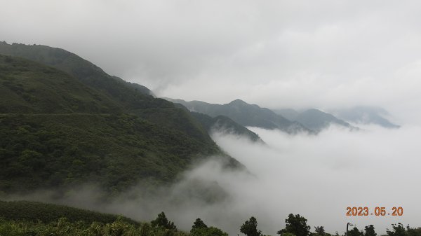 雲山水花鳥蝶-天龍國阿伯的日常5/16&20 #白眉鴨 #尖尾濱鷸封面