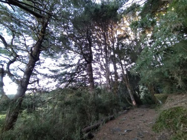 嘉義 阿里山 鹿林山、鹿林前山、真鹿林山、石水山1487481