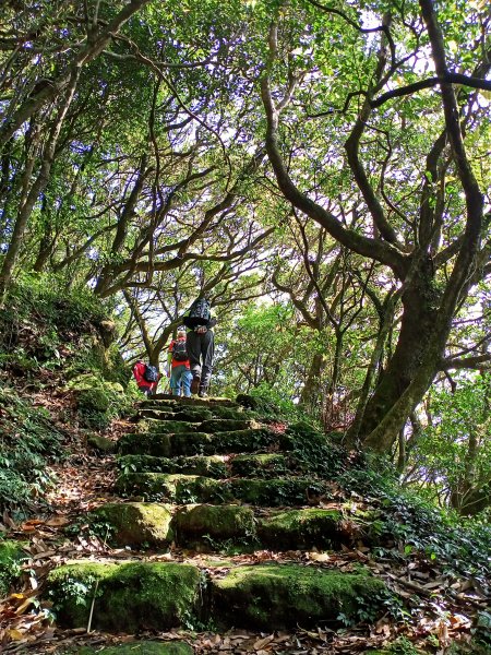 二子坪→菜公坑山→大屯自然公園→二子坪→二子山東、西峰→二子坪1665271