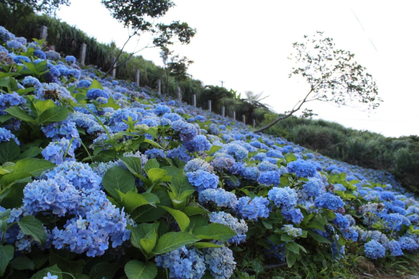 【新聞】淡蘭百年山徑北北基宜齊會師 探索山徑歷史共賞花海風光