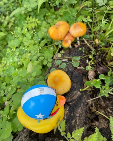 汐鴿展翅健走+ 騎YouBike-福隆舊草嶺自行車環狀線2720267