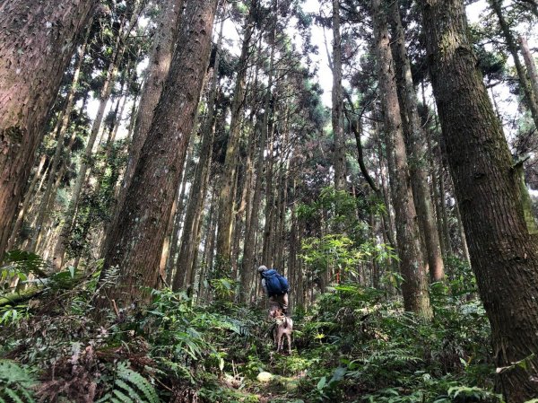 野狗足跡-狗狗爬山日誌 苗栗南庄紅毛山 無名山