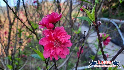 68f0754a0bdeadf82bd915fc00b76fc9.jpg